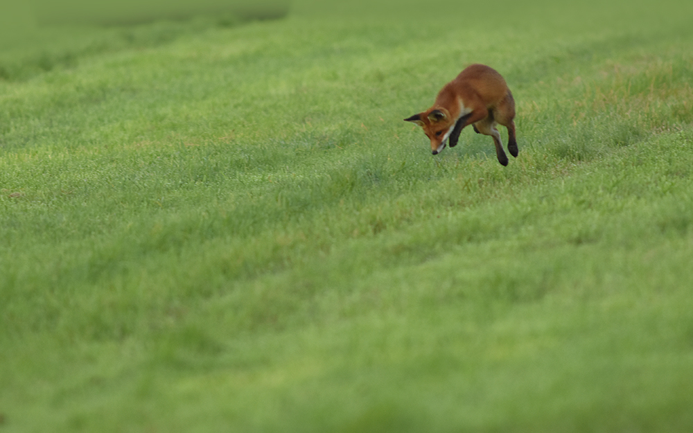 Füchse in freier Wildbahn fotografieren