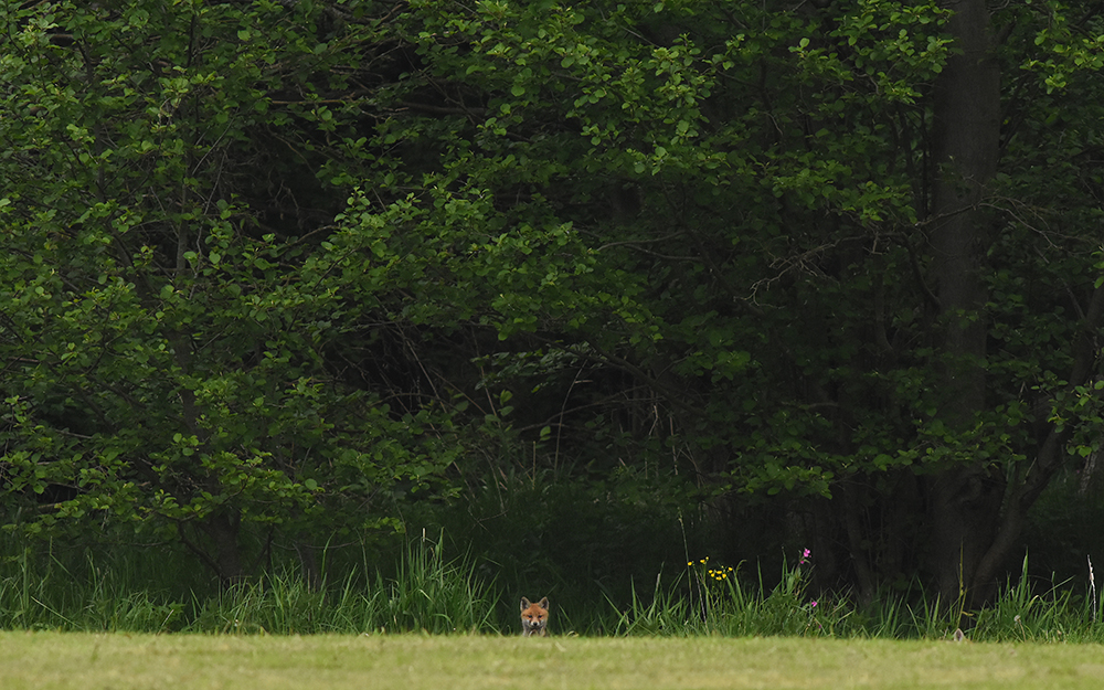 Füchse in freier Wildbahn fotografieren