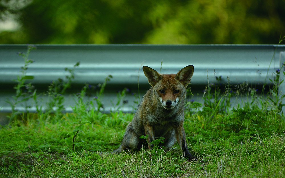 Füchse in freier Wildbahn fotografieren