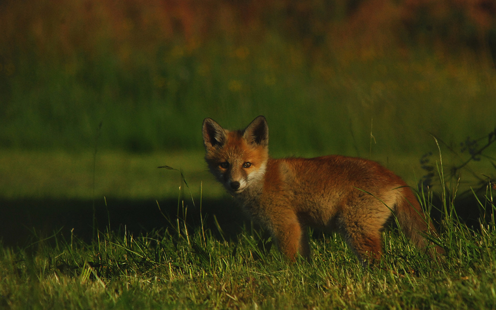 Tierfotografie in freier Wildbahn 