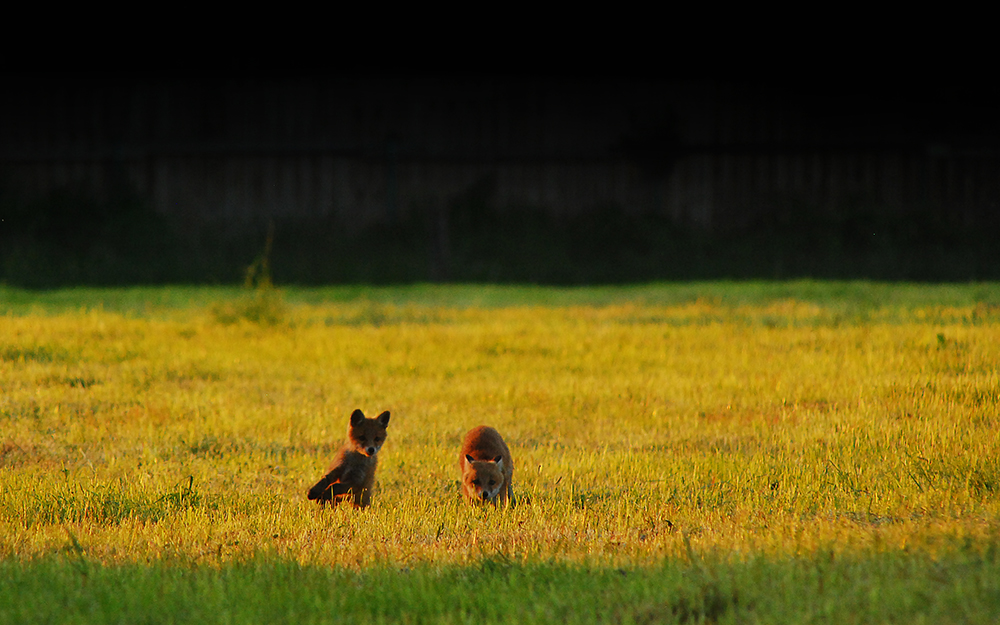 Tierfotografie in freier Wildbahn 