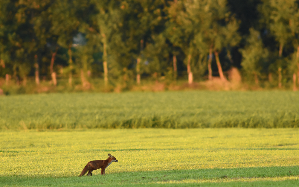 Tierfotografie in freier Wildbahn 