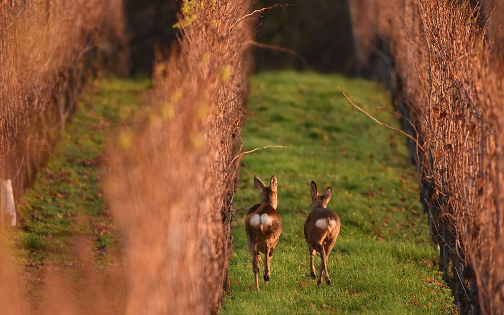 Tierfotografie im Wonnegau