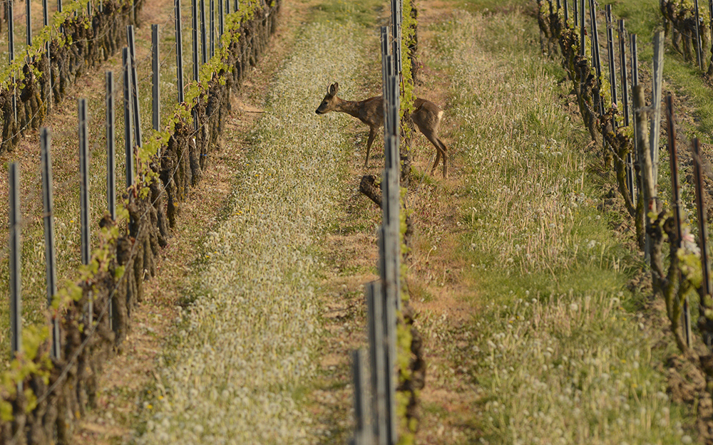 Rehe im Wonnegau fotografieren