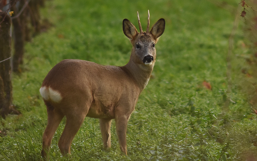 Rehe im Wonnegau fotografieren