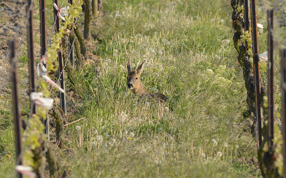 Tierfotografie im Wonnegau 