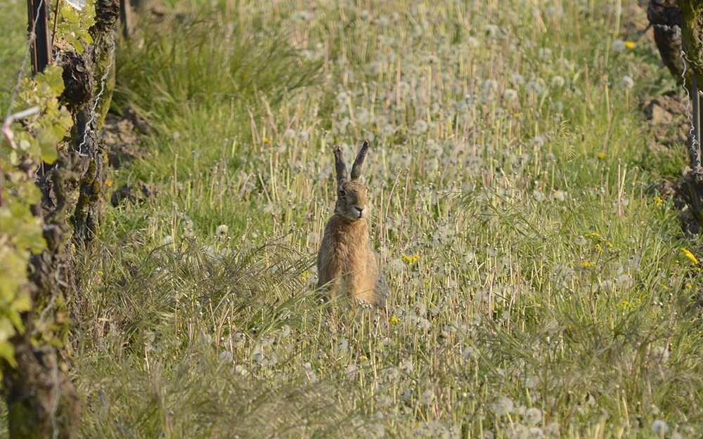 Tierfotografie im Wonnegau