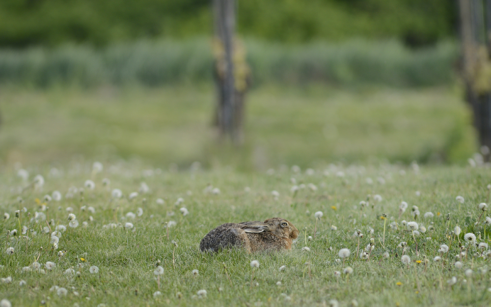 Tierfotografie im Wonnegau 