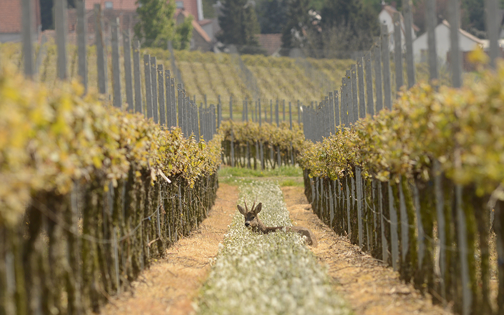 Rehe im Wonnegau fotografieren