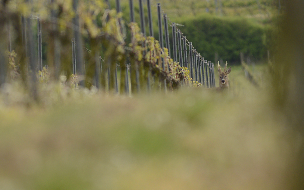 Rehwild im Wonnegau fotografieren