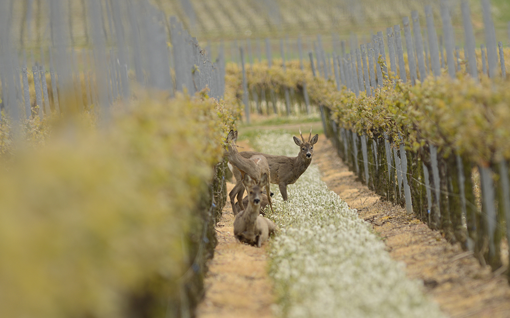 Rehe im Wonnegau fotografieren