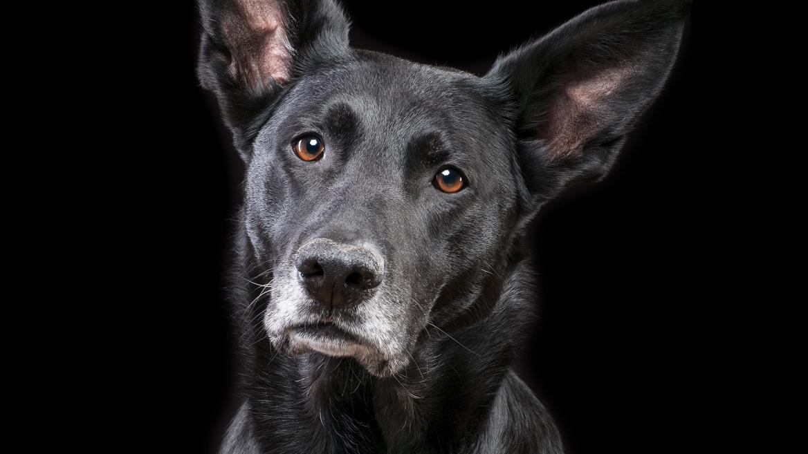 Tierfotografie-Hunde