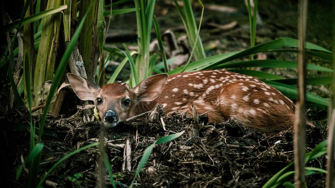 Naturfotografie: 10 einfache Tipps zum Durchstarten!