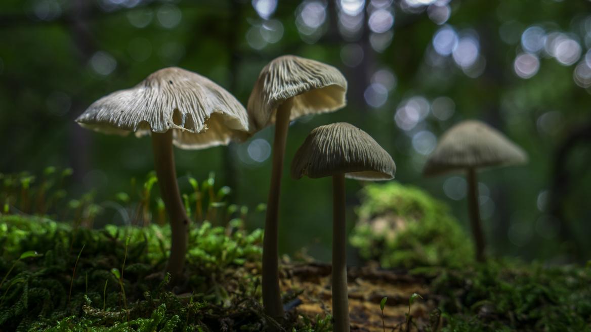 Mikro- & Makrofotografie – Tipps für Anfänger & Fortgeschrittene Mikro- & Makrofotografie – Tipps für Anfänger & Fortgeschrittene