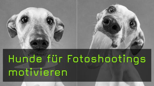 Hunde für Fotoshootings motivieren
