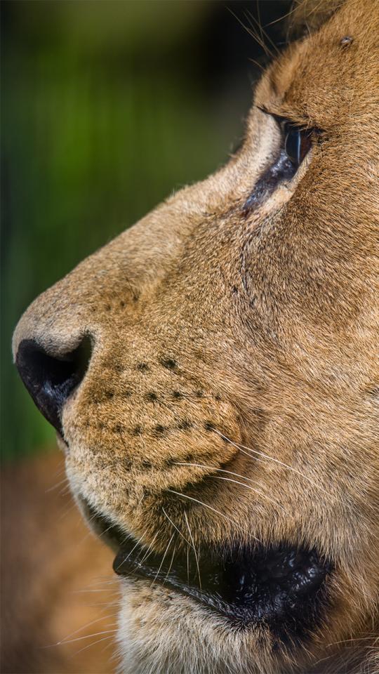 Lasst in der Tierfotografie Wildtiere natürlich wirken