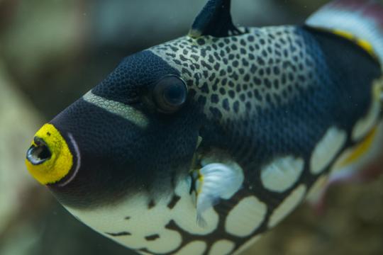 Wie ein Pümpel in die Fotoausrüstung für Tierfotografie kommt