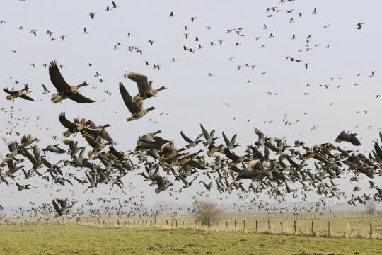 Der Bildaufbau entscheidet in der Natur- und Tierfotografie