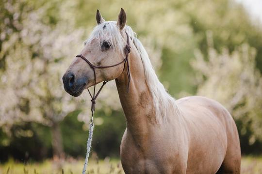 Objektive für die Tierfotografie