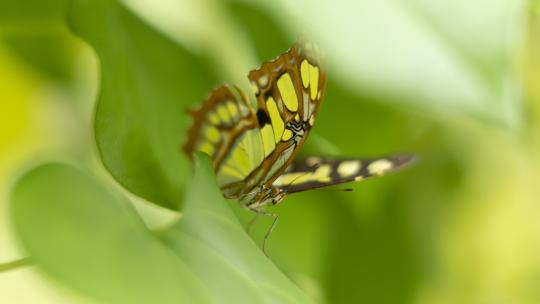Die Vielfalt der Makrofotografie-Ausrüstung Die Vielfalt der Makrofotografie-Ausrüstung
