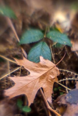 Das Lensbaby Objektiv für Naturfotografie