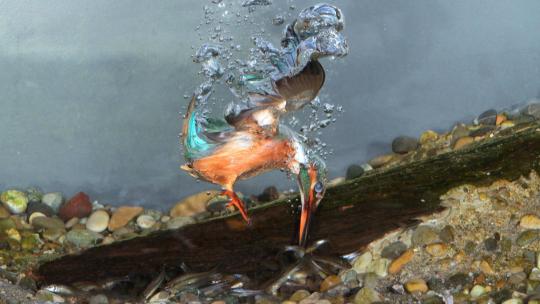 Naturfotos von Vögeln: der Eisvogel