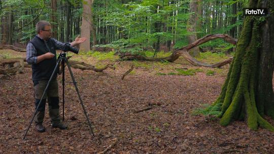 Der Wald: atemberaubende Naturfotos