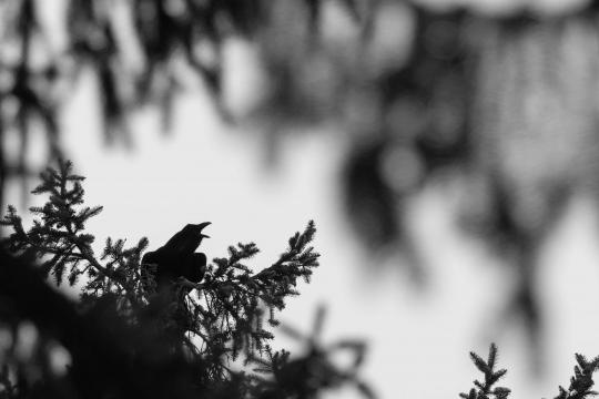 Bilder in schwarz-weiß: abstrakte Naturfotografie