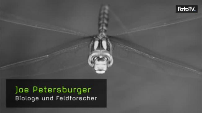 Joe Petersbruger Naturfotografie Wildlife-Fotografie