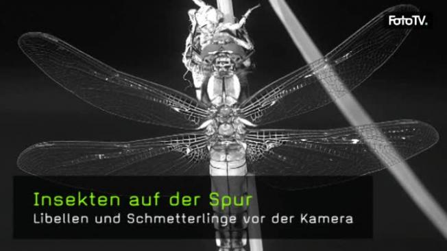 insekten-naturfotografie