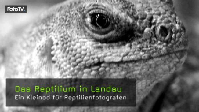 reptilium-landau-naturfotografie