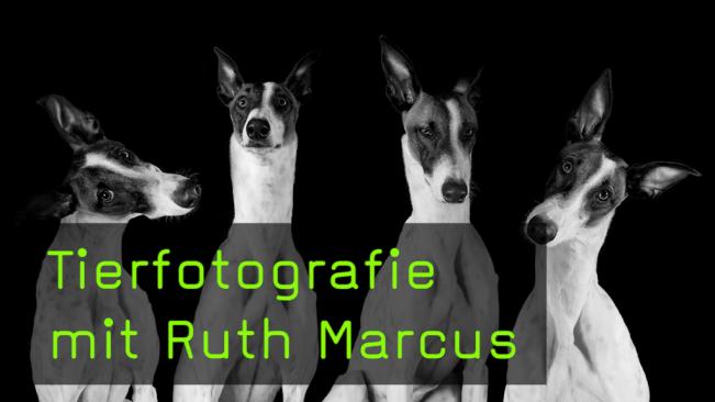 ruth-marcus-tierfotografie-naturfotografie-hunde