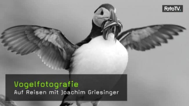 vogelfotografie-naturfotografie