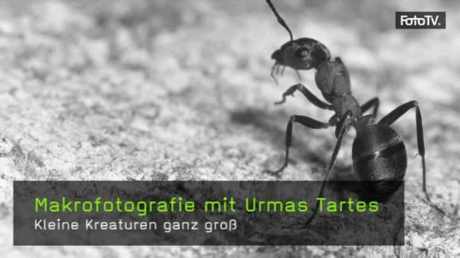 makrofotografie-urmas-tartes-naturfotografie