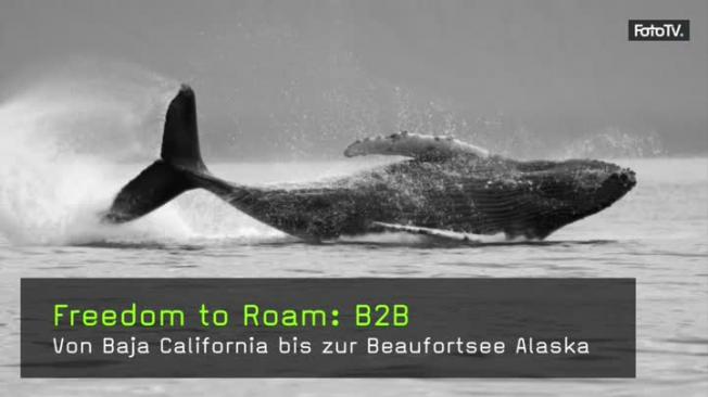 Florian Schulz Freedom to Roam: B2B
