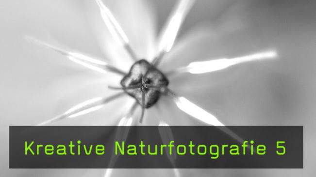 Kreative Fotografie im Frühlingswald, Techniken und Objektive in der Makrofotografie