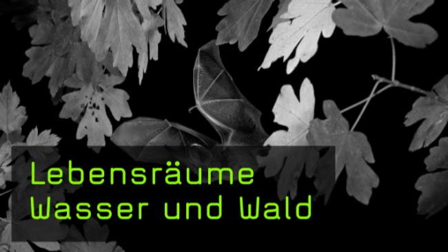 Heimische Naturfotografie Wasser und Wald