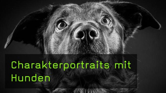 Charakterportraits mit Hunden xxl Teaserbild