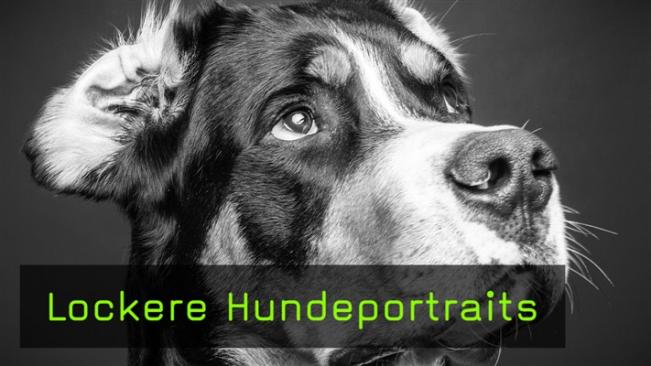 Titelbild der lockeren Hundeportraits