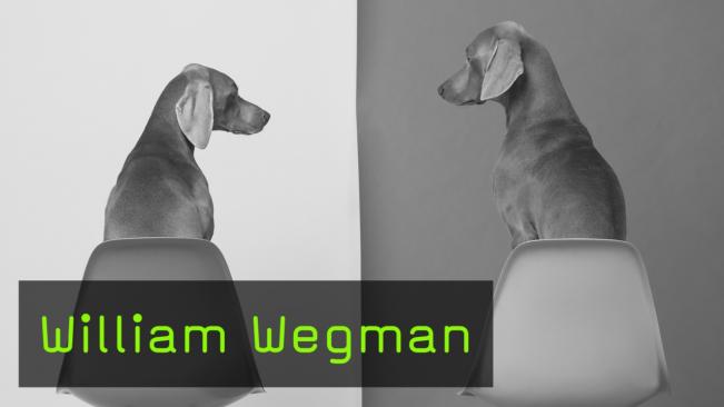 William Wegman FotoTV. Interview