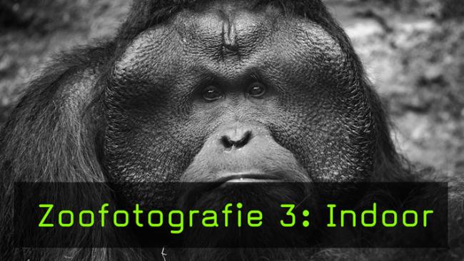 Zoo Indoorfotografie, Affen und Tropenhaus