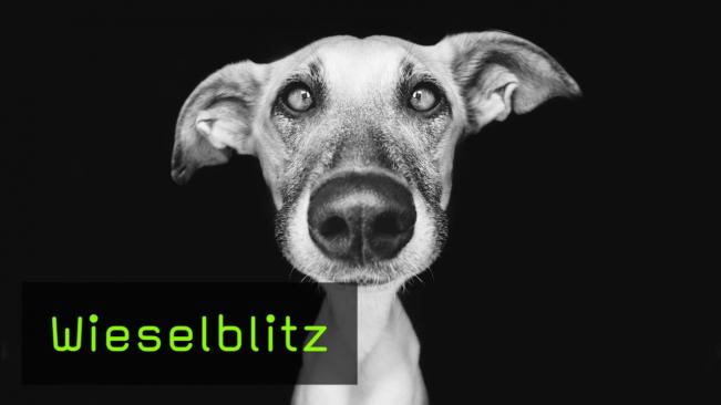 Wieselblitz
