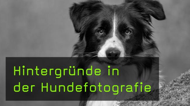 Hintergründe in der Hundefotografie