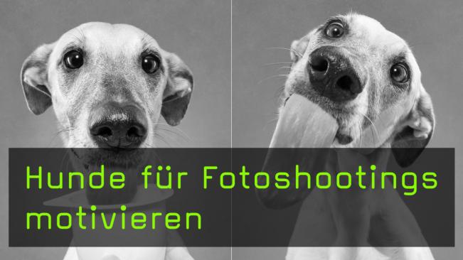 Hunde für Fotoshootings motivieren