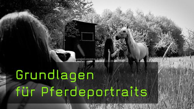 Pferde richtig fotografieren