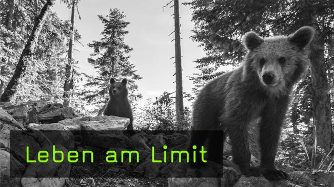 Europäische Braunbären fotografieren