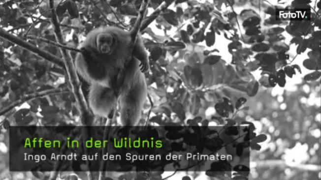 ingo-arndt-affen-in-der-wildnis-naturfotografie