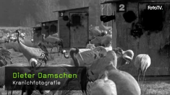 Naturfotografie, Kranichfotografie, Vogel, Interview