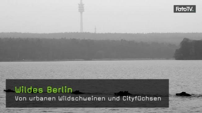 Naturfotografie, Berlin, wildes berlin, tierfotografie