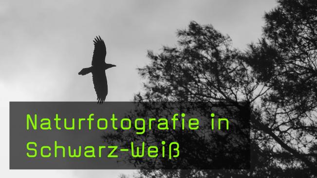 monochrome Naturfotografie
